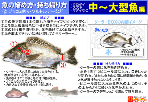 魚を締めるの巻 静岡東部の釣り倶楽部